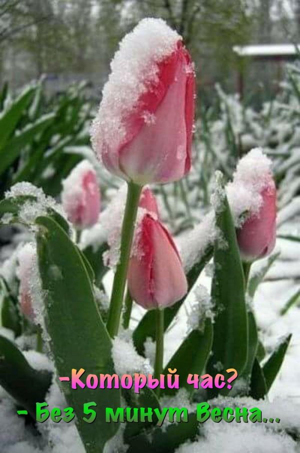 доброе весеннее снежное утро