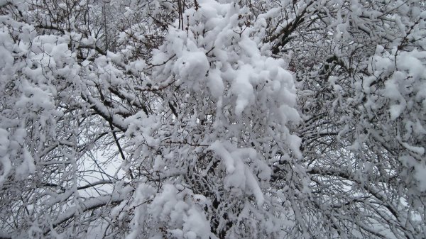 в зимнем лесу