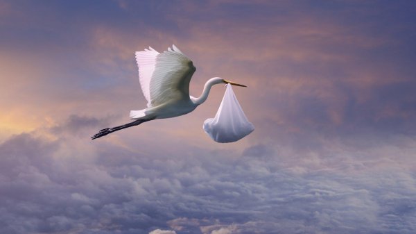 аист принес ребенка