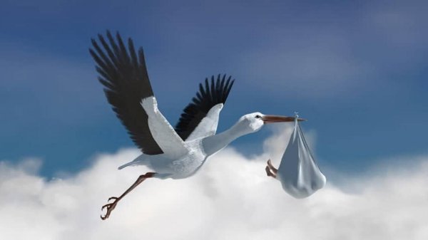 аист который приносит детей