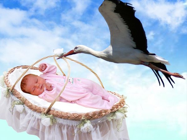 аист который приносит детей