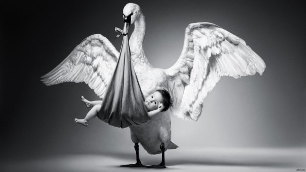 аист принес ребенка