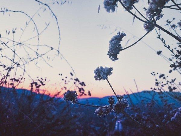 природа эстетик