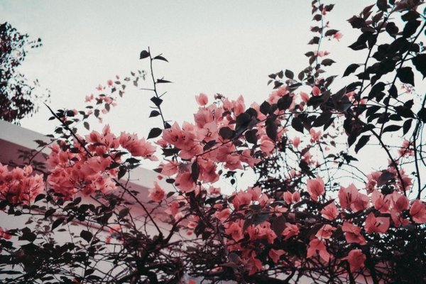 розовые цветы