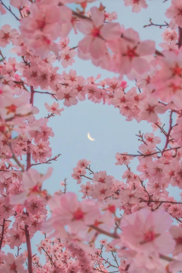 черри блоссом