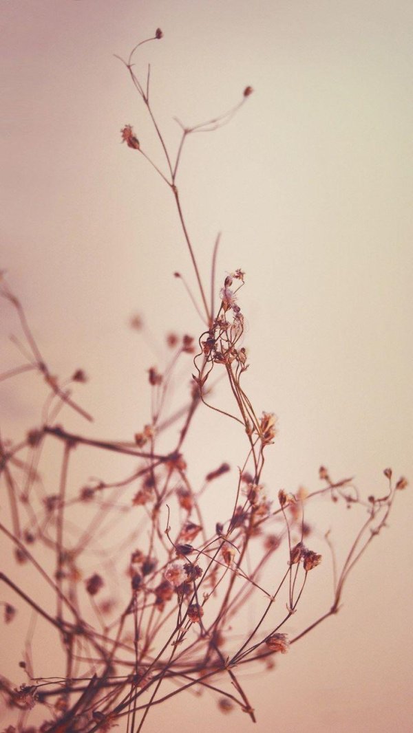 минимализм цветы