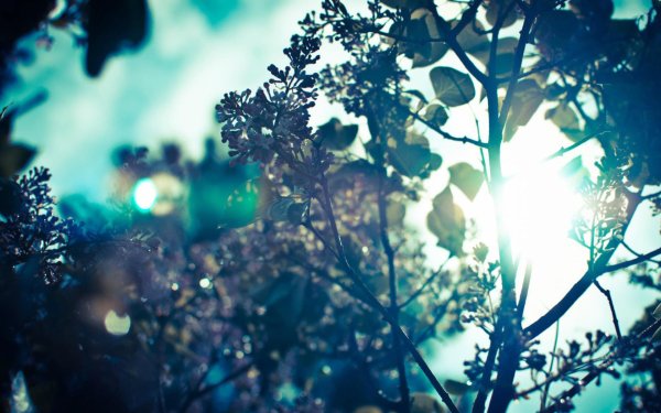 природа эстетик