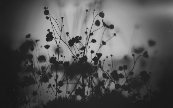 мрачные цветы