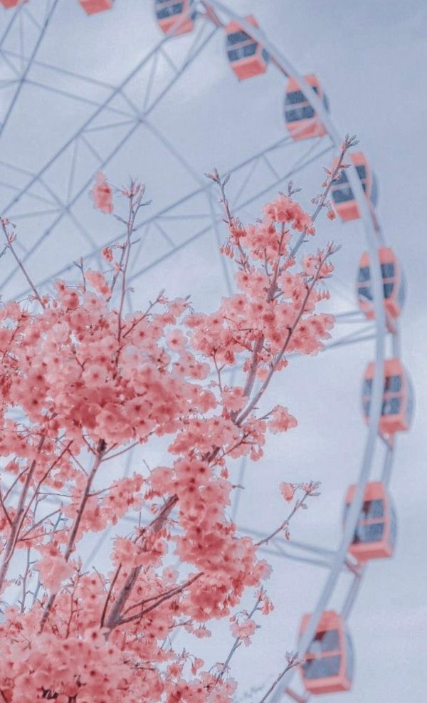 эстетика сакура