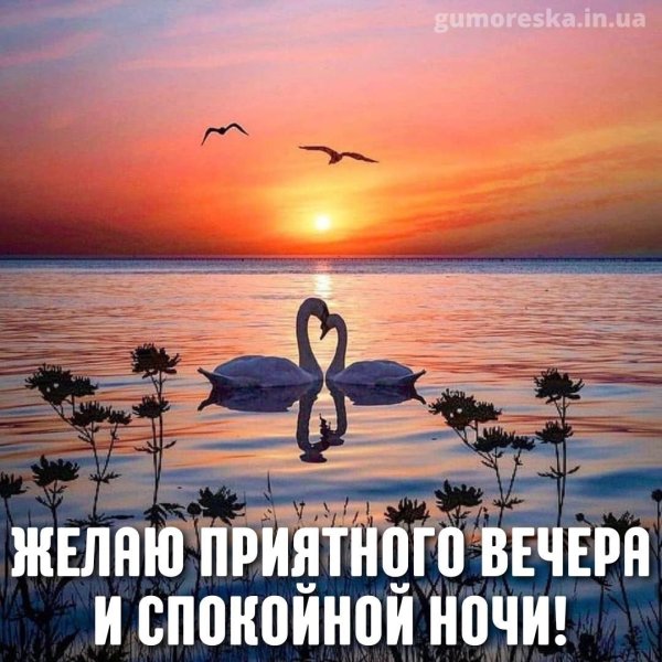 лебеди на закате