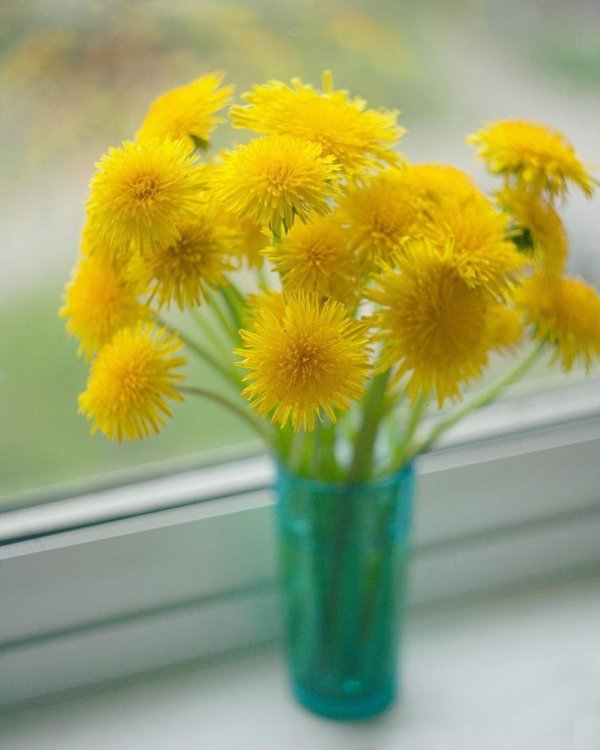 одуванчики цветы