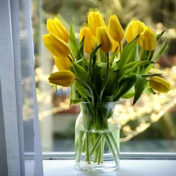 жëлтые тюльпаны