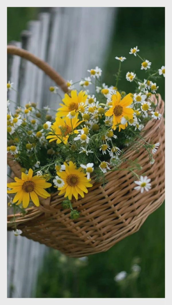 корзина полевых цветов