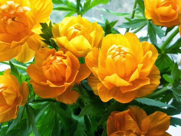 купальница оранж принцесс