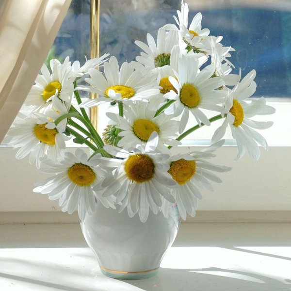 букет ромашек