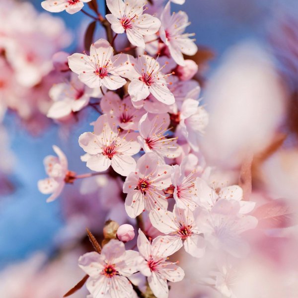cherry blossom