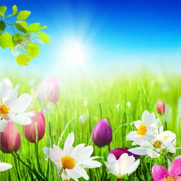 летние фоны