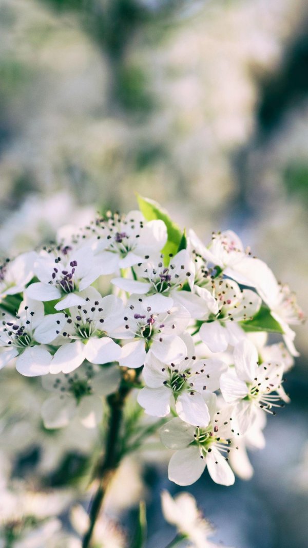 белые цветки