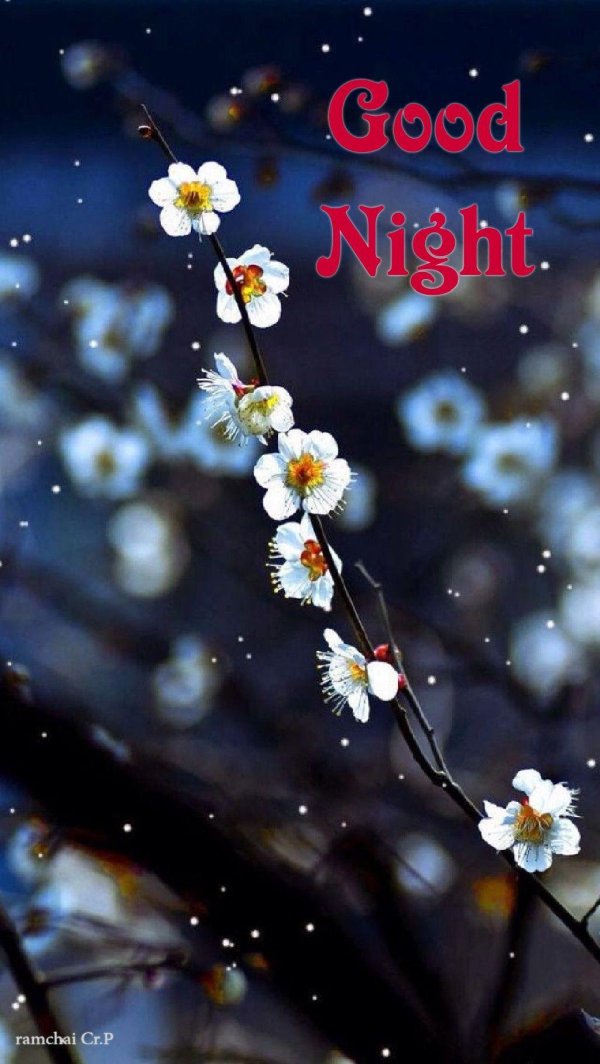 добрая ночь