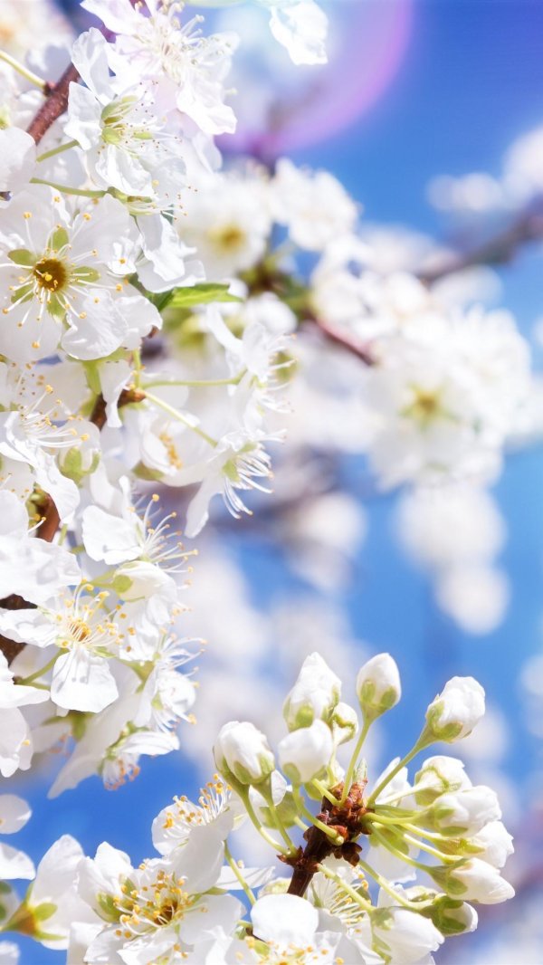 фон весенний