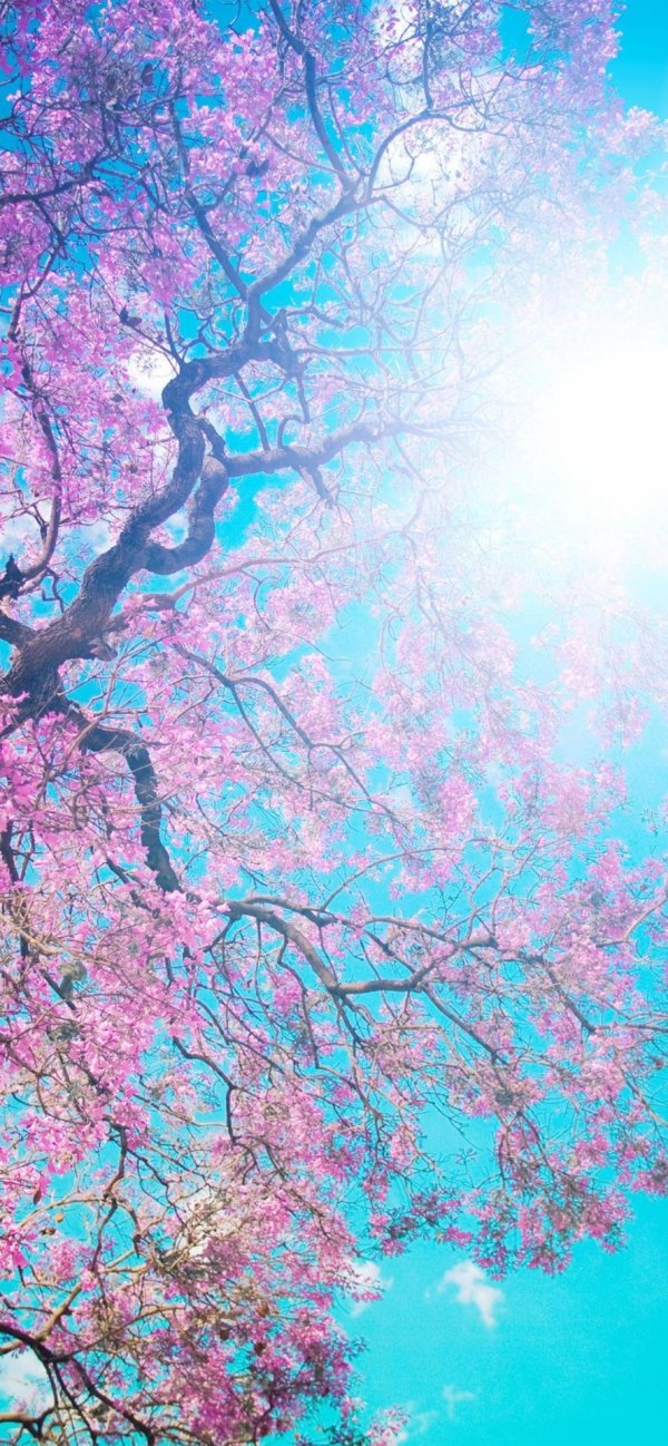 cherry blossom tree