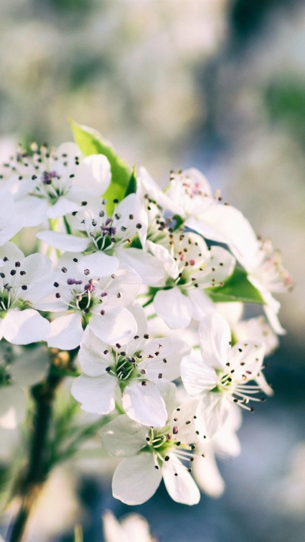 цветок весенний