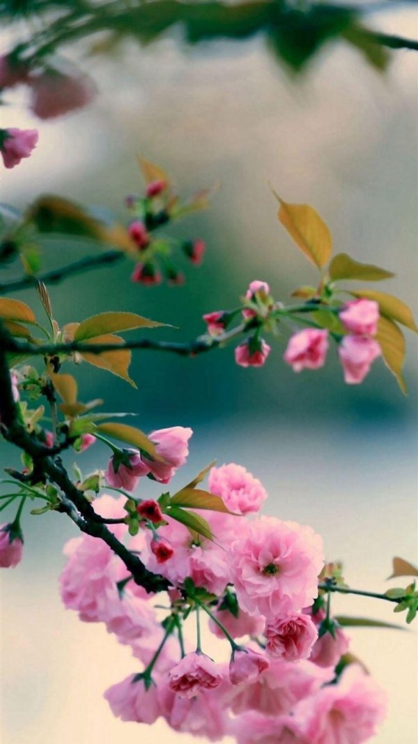 весенняя заставка