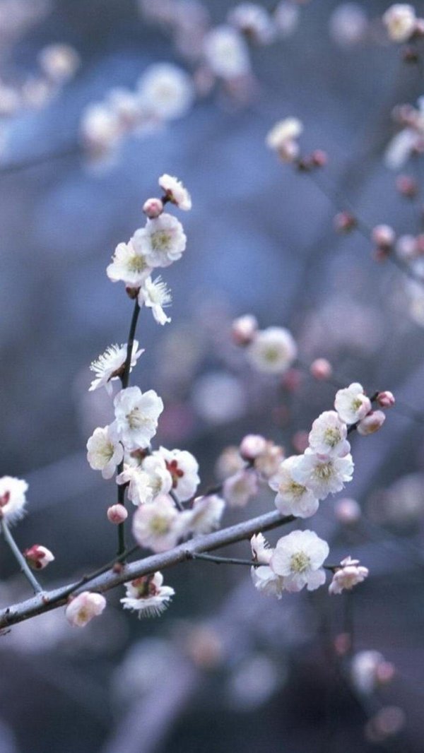 весенняя заставка