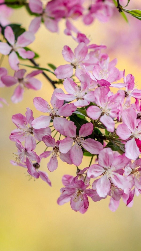 яблоня розовая