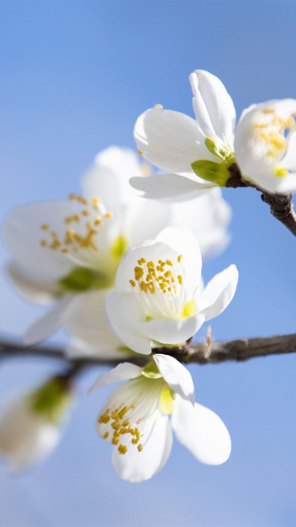 алыча цветет