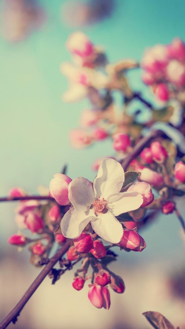 цветок весенний