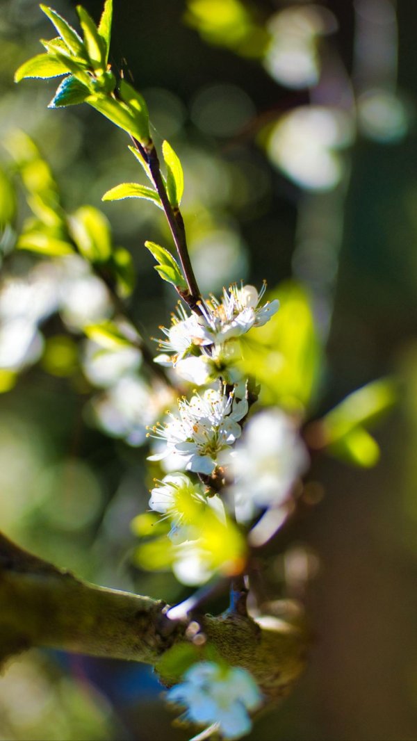 веточки размытые