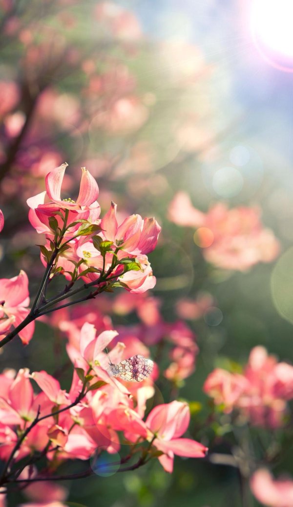 цветочные фоны