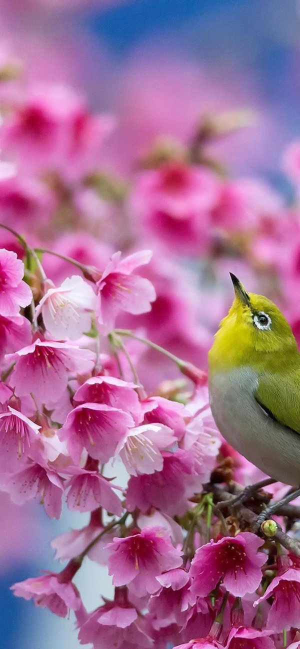 птички весенние