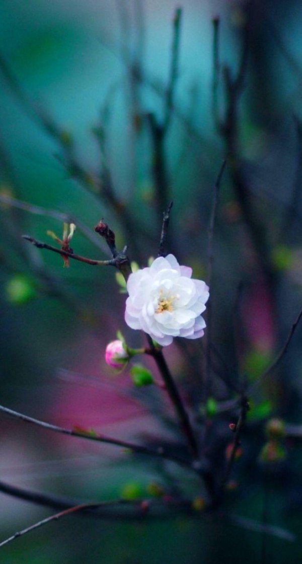 нежная природа