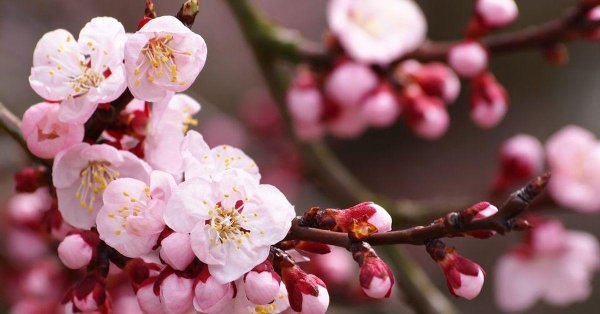 цветущий абрикос дерево