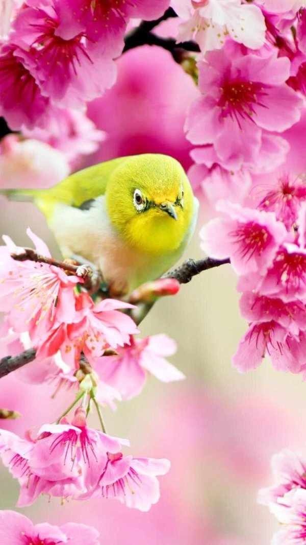 яркая птичка