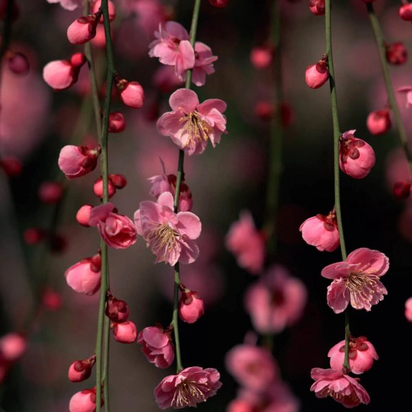 цветок розовый