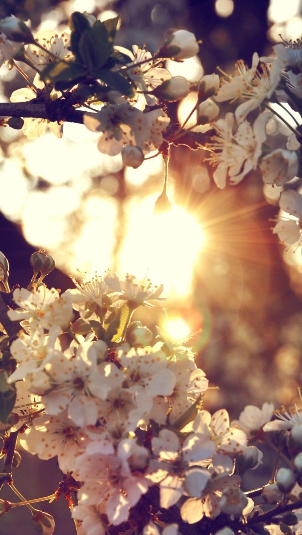 весеннее солнце