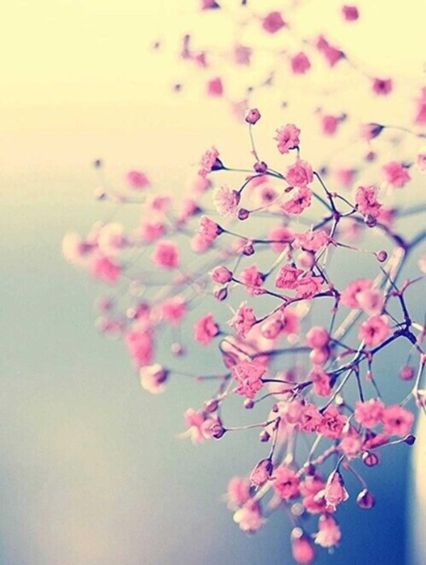 нежные цветочки