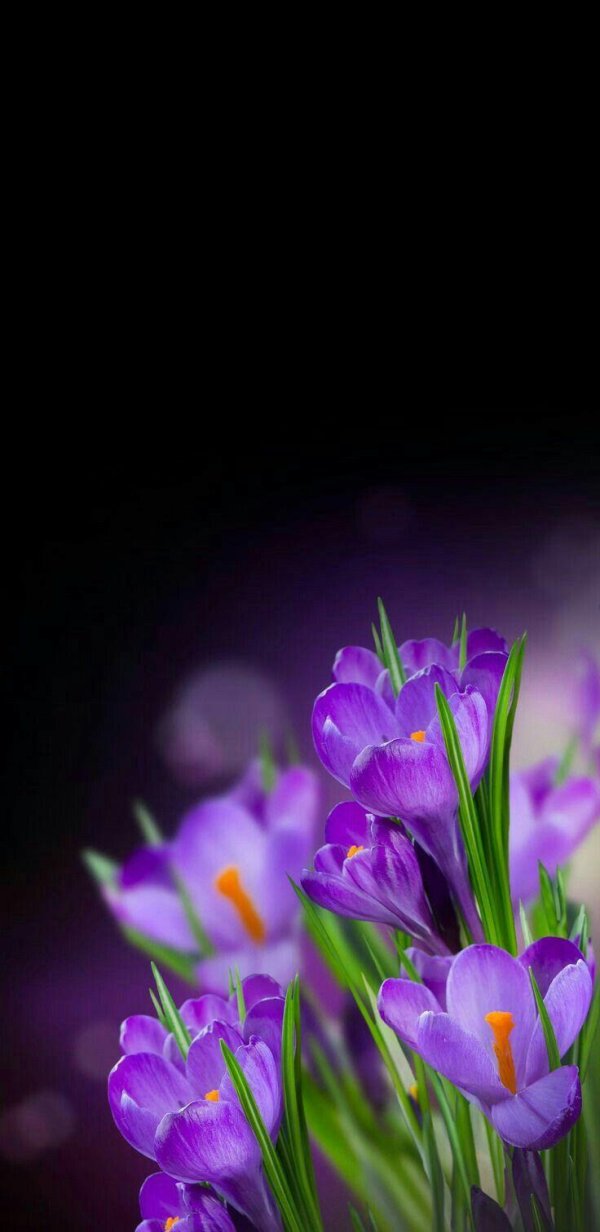 крокусы сиреневые
