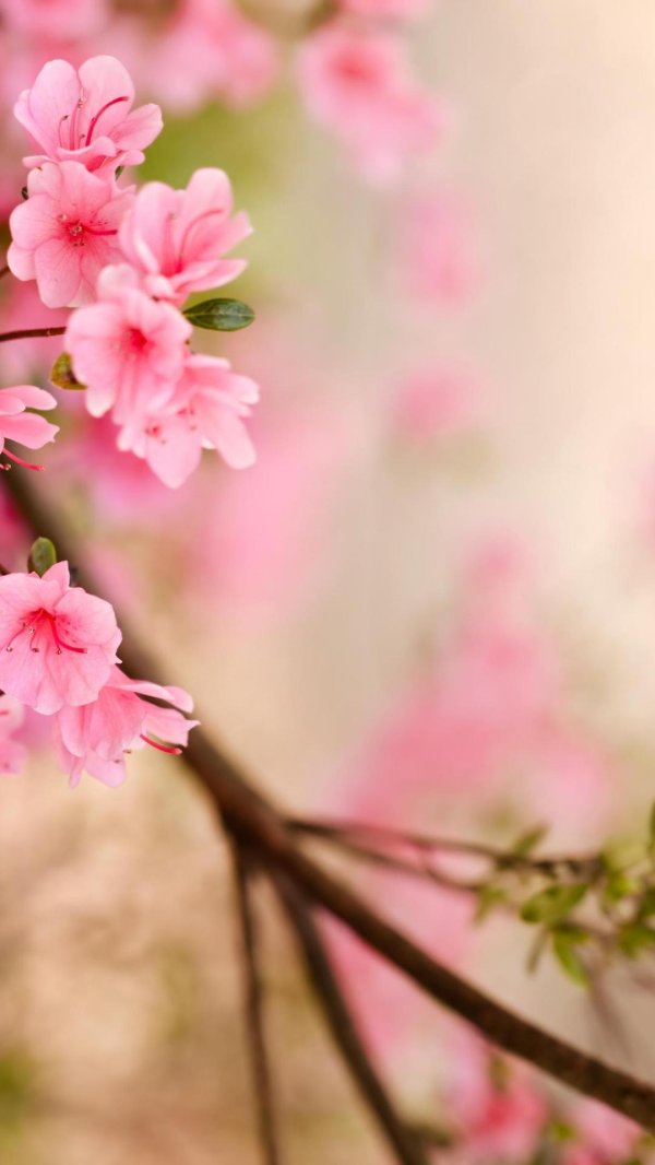 весенняя заставка на рабочий стол