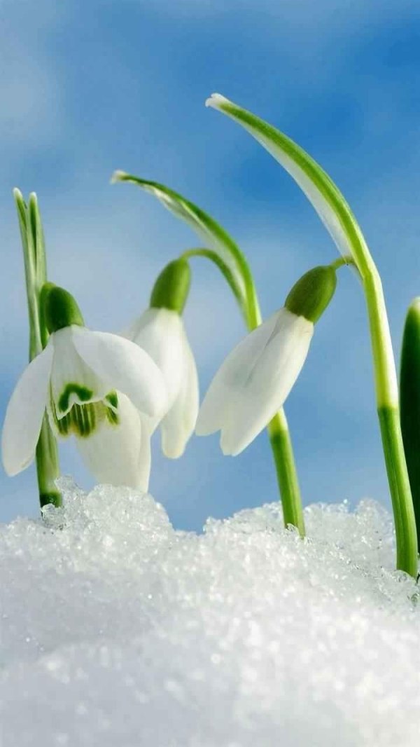 красивые подснежники