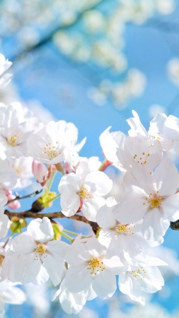 цветущая яблоня