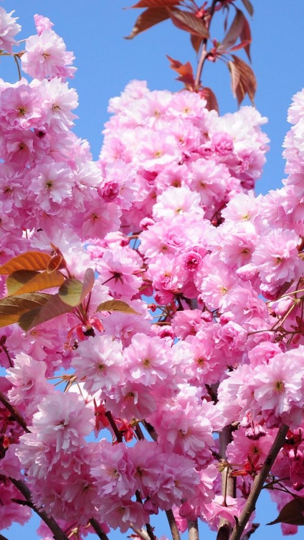 черри блоссом цветок