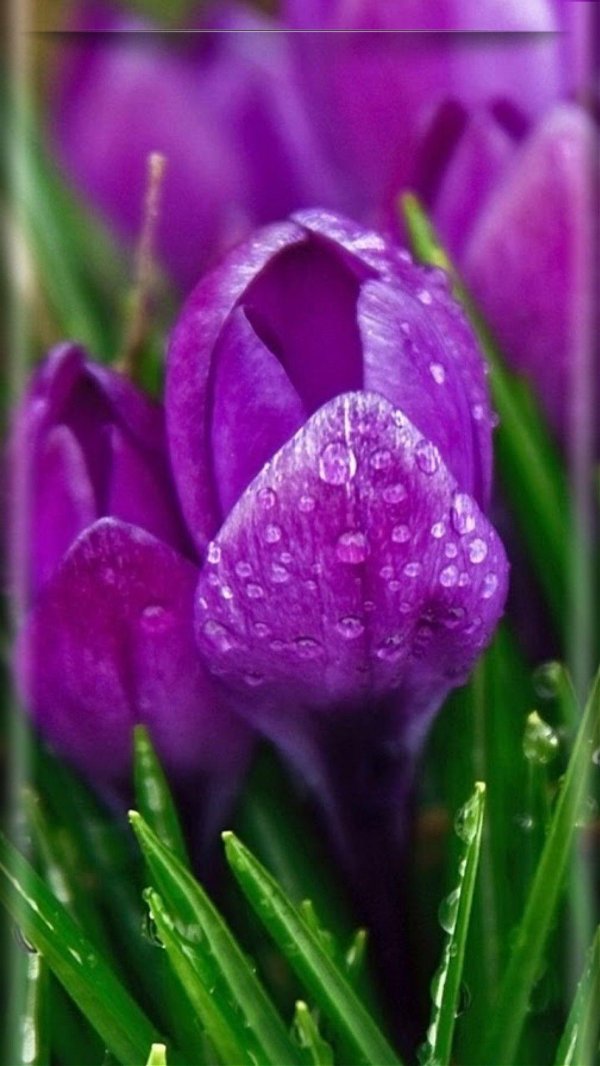 крокус перпл