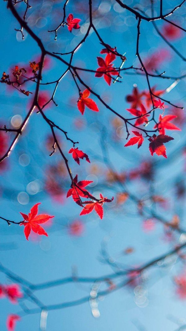 Весенние на экран телефона