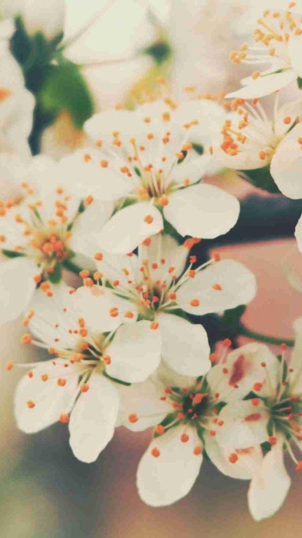 цветки вишни