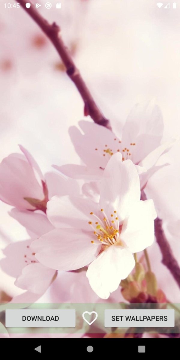 sakura cherry blossom