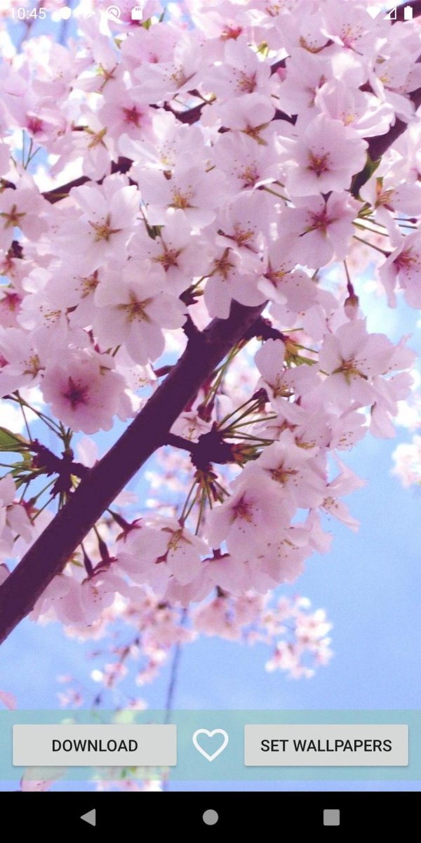 черри блоссом цветет